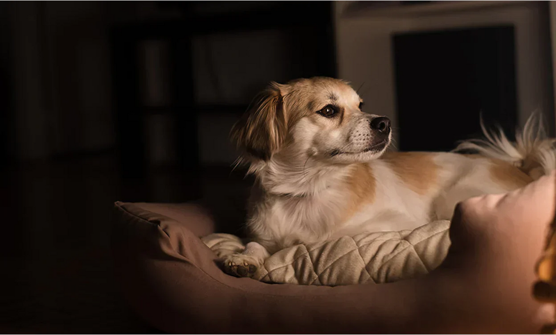 Geduld bei Gelenktabletten für Hunde – ruhiger Alltag