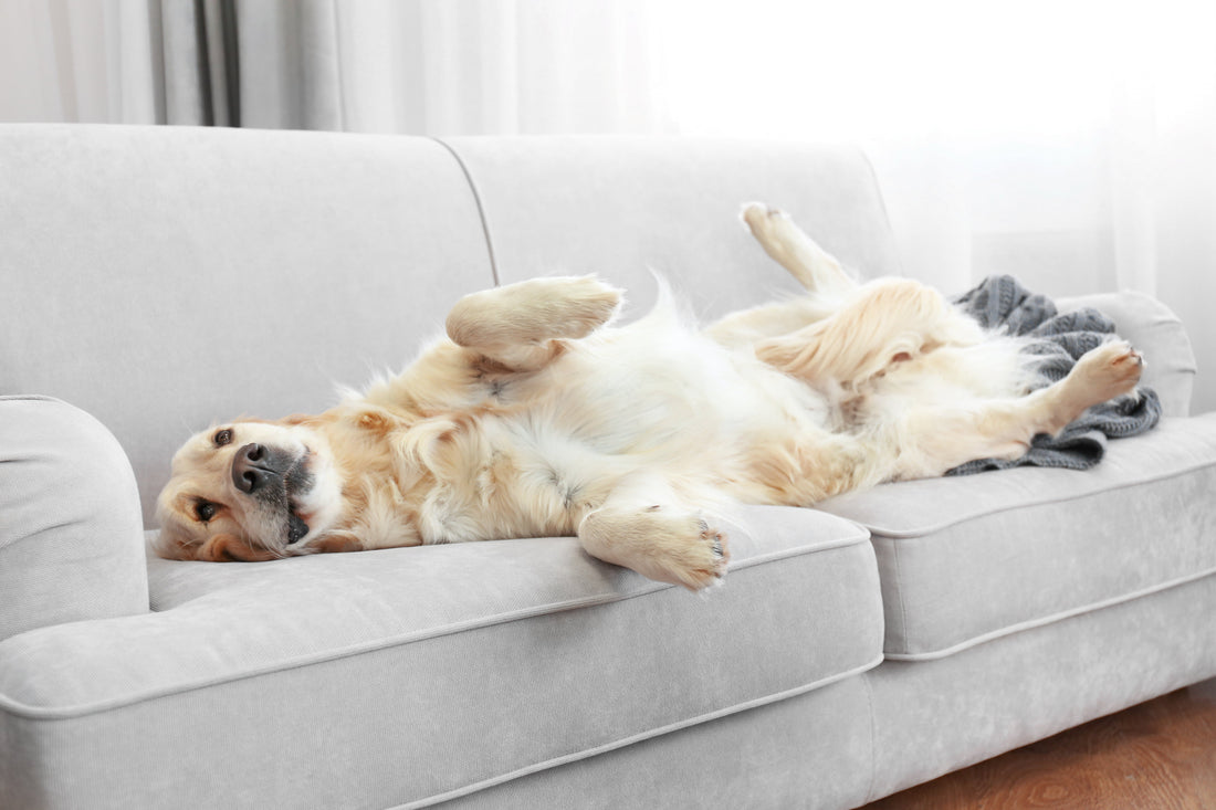 Gelenkgesundheit vorbeugen - 5 Tipps, damit dein Hund mobil bleibt