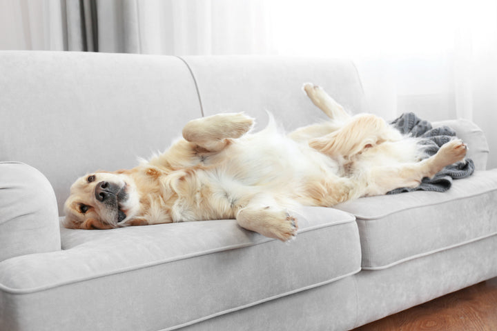 Gelenkgesundheit vorbeugen - 5 Tipps, damit dein Hund mobil bleibt