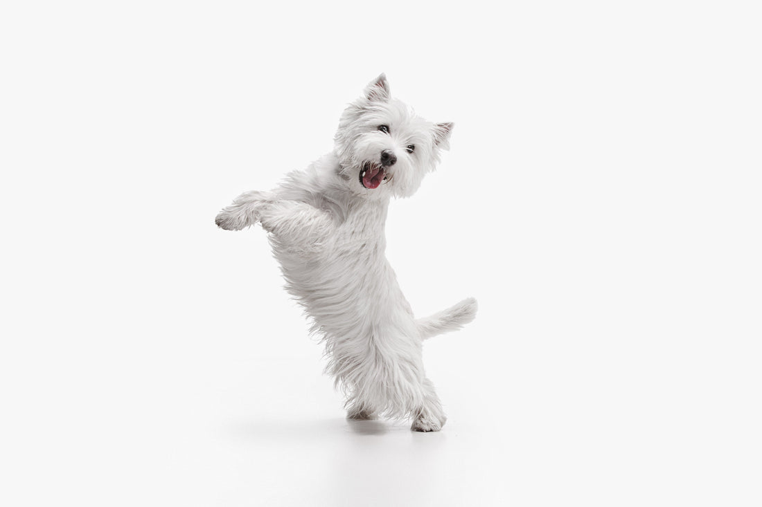 Arthrose beim Hund erkennen und lindern - Ursachen, Symptome und Hilfe