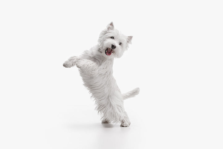 Arthrose beim Hund erkennen und lindern - Ursachen, Symptome und Hilfe
