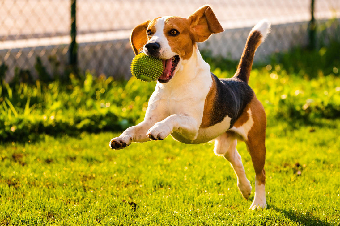 Hüftdysplasie beim Hund - was tun? Übungen und Nahrungsergänzungen zur Unterstützung