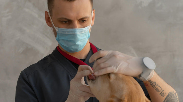 Zähneputzen beim Hund: Schritt-für-Schritt Anleitung für den Alltag