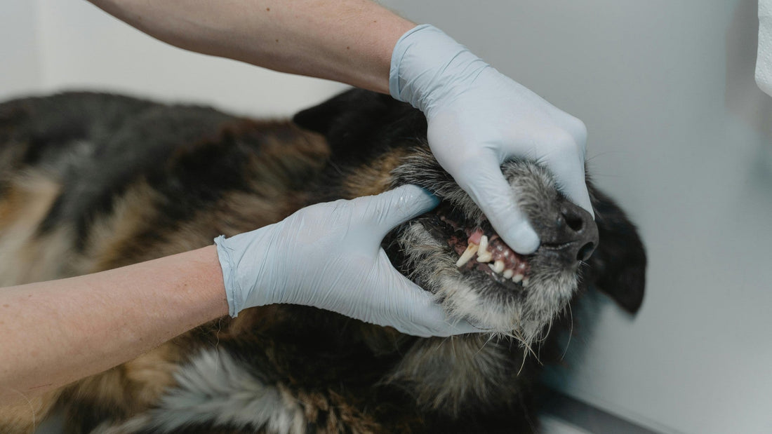 Mundgeruch beim Hund: Häufige Ursachen – und was im Alltag hilft