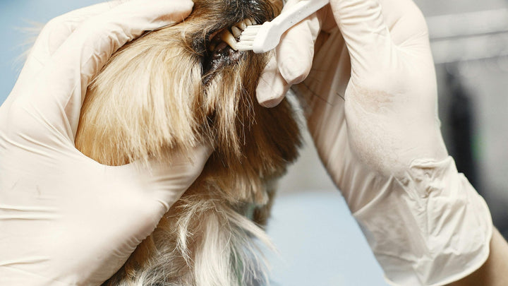 Zahnstein beim Hund ganzheitlich verstehen: Ein Überblick für Hundehalter