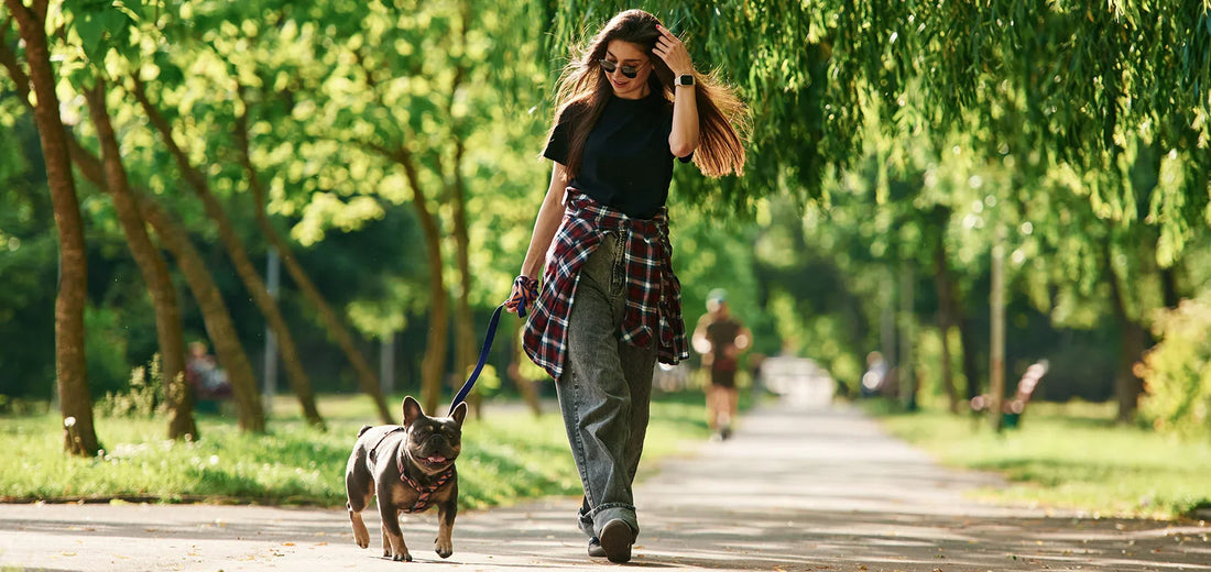 Gelenktabletten für Hunde – der große Ratgeber für Hundehalter