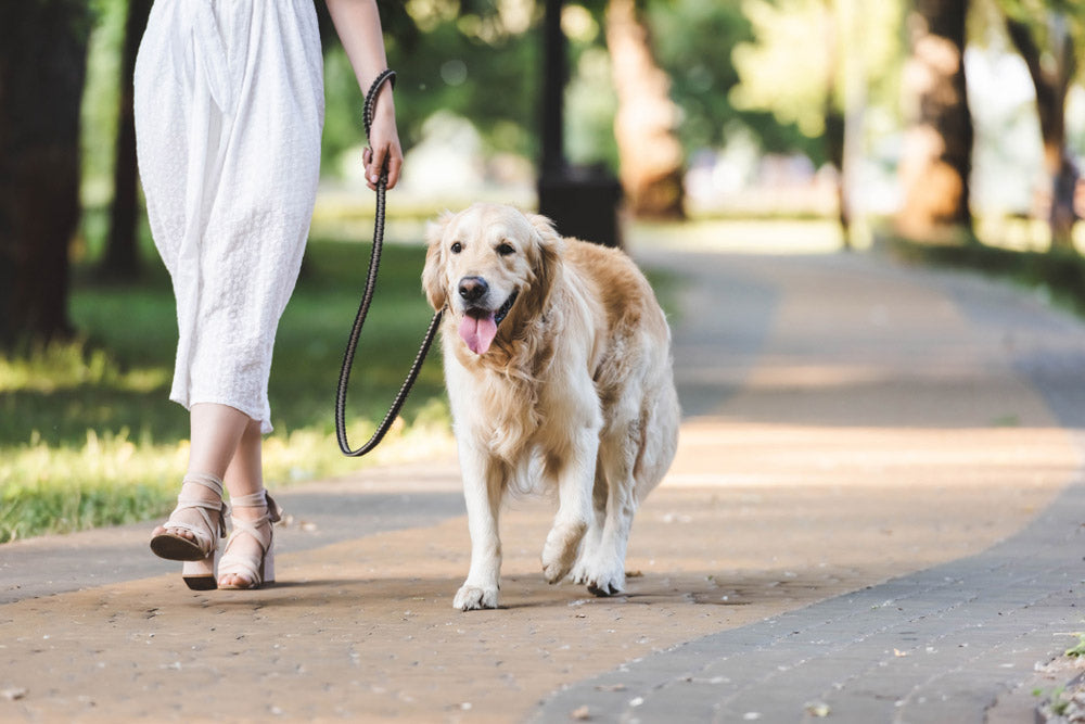 Große Hunde und Gelenke – angepasste Bewegung im Alltag