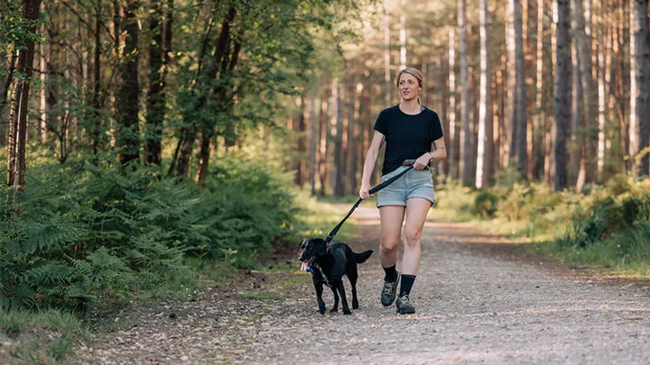 Gelenkschonende Bewegung für Hunde im Alltag