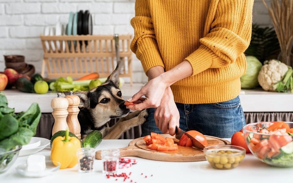 Gelenktabletten, Pulver oder Öl – welche Form ist für Hunde geeignet?