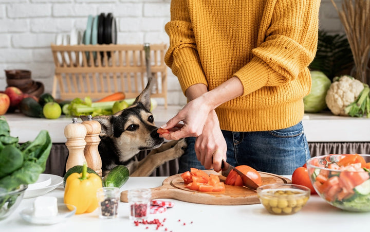 Gelenktabletten, Pulver oder Öl – welche Form ist für Hunde geeignet?