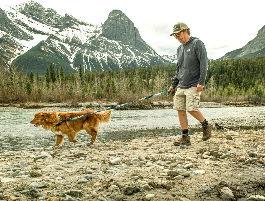 Gewicht und Gelenkbelastung beim Hund – Bewegung im Alltag