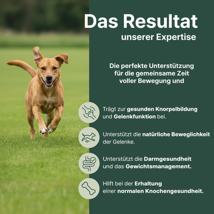Hund in Bewegung auf einer Wiese mit Symbolen zur Unterstützung von Gelenkfunktion, Beweglichkeit, Knorpelbildung, Darmgesundheit und Knochengesundheit.