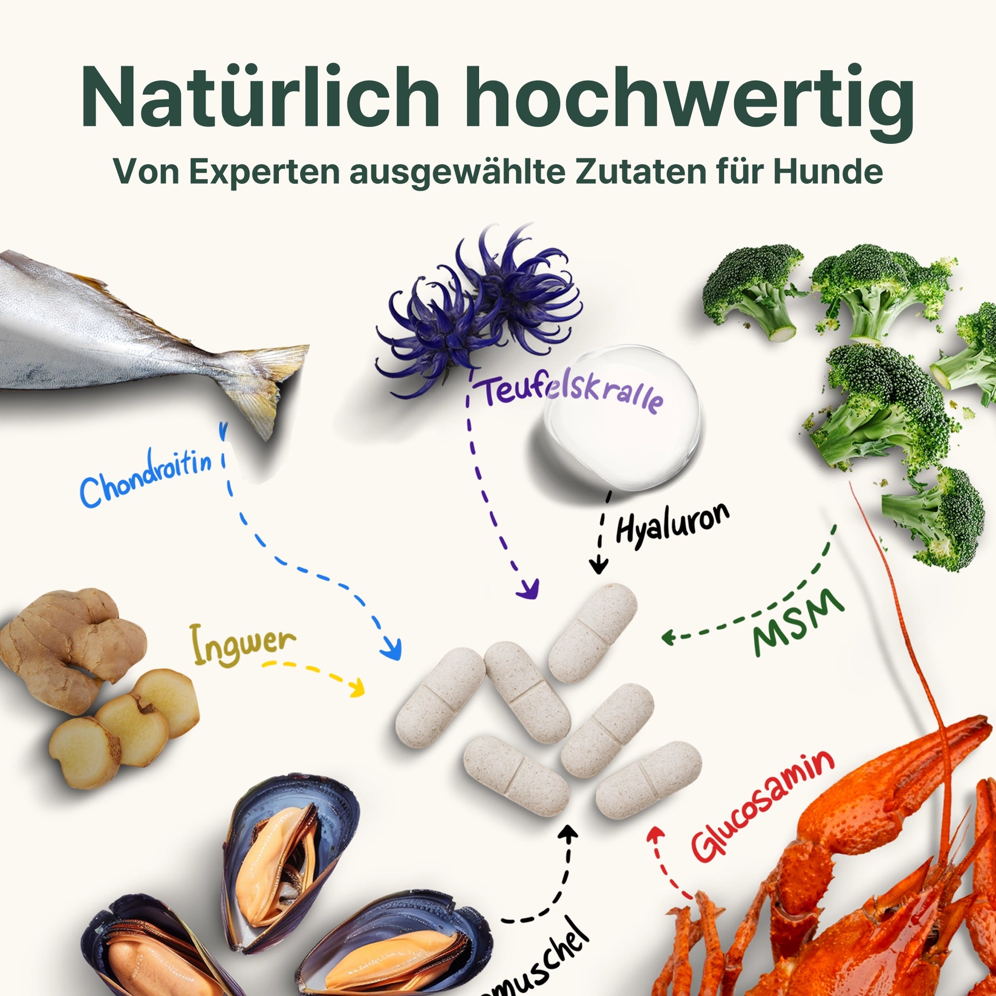 Illustration der Inhaltsstoffe der CANIFEL Gelenktabletten für Hunde mit Grünlippmuschel, Glucosamin, MSM, Hyaluron, Teufelskralle, Ingwer und Chondroitin.