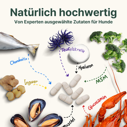 Illustration der Inhaltsstoffe der CANIFEL Gelenktabletten für Hunde mit Grünlippmuschel, Glucosamin, MSM, Hyaluron, Teufelskralle, Ingwer und Chondroitin.